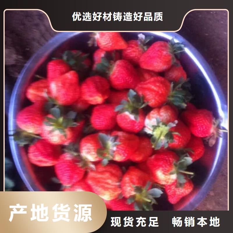 草莓苗无籽葡萄树苗质量层层把关