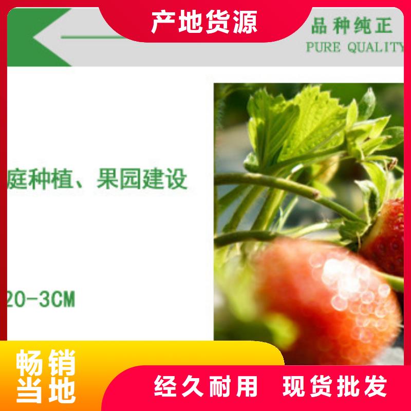 草莓苗无籽葡萄树苗质量层层把关