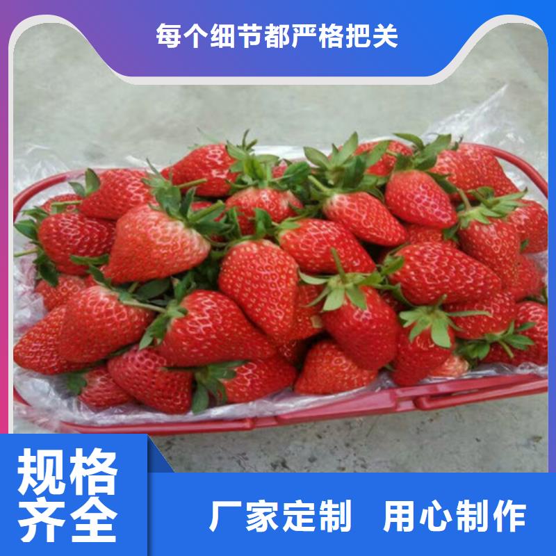 草莓苗无籽葡萄树苗质量层层把关