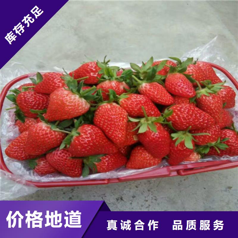 草莓苗无籽葡萄树苗质量层层把关