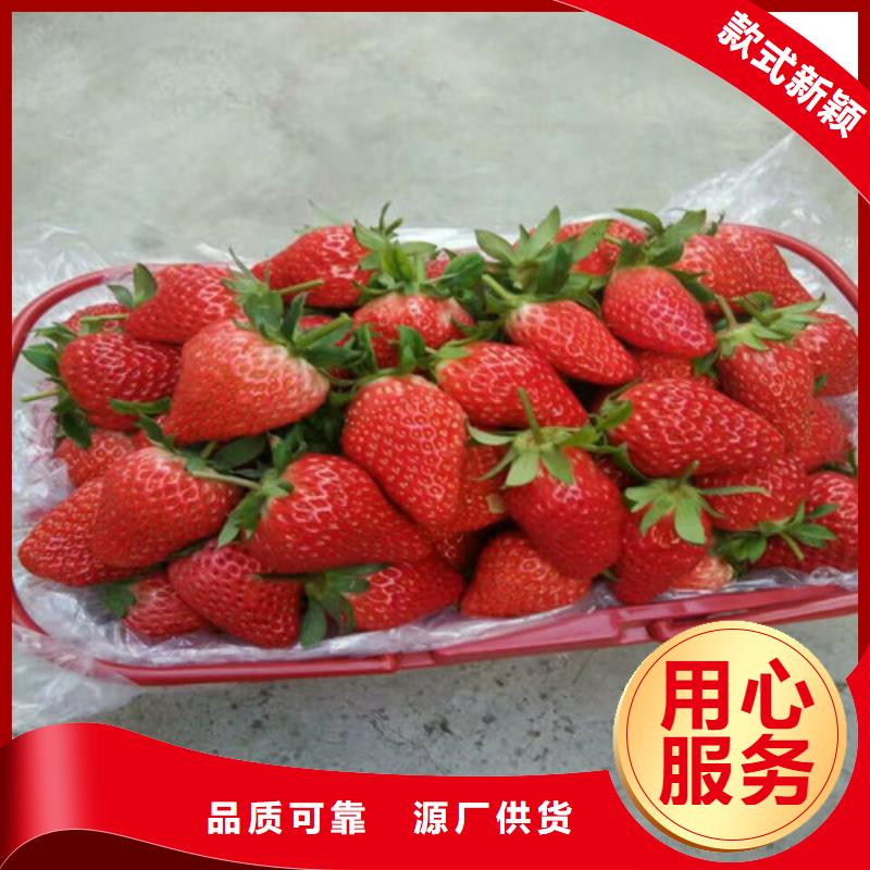 草莓苗-火箭大樱桃树苗专业设计