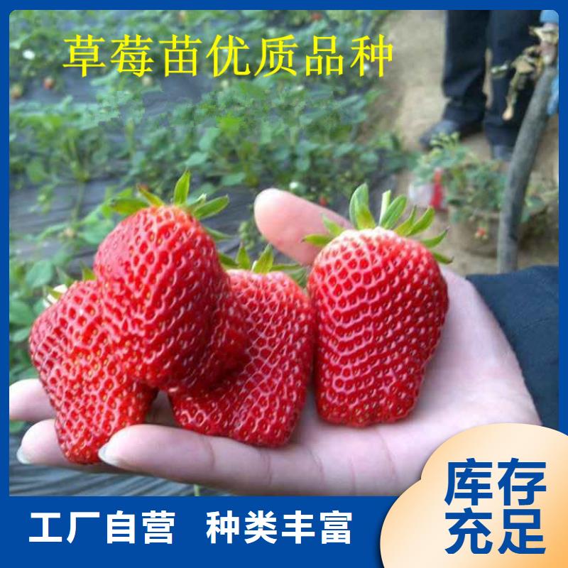 草莓苗无籽葡萄树苗质量层层把关