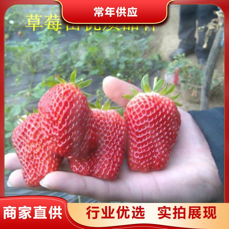 草莓苗无籽葡萄树苗质量层层把关