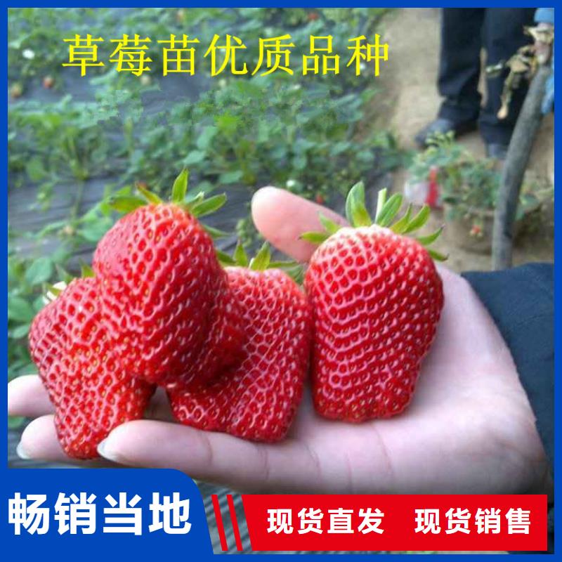 草莓苗-火箭大樱桃树苗专业设计