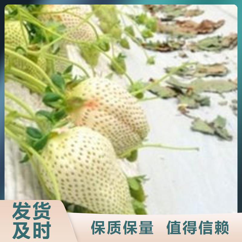 草莓苗-火箭大樱桃树苗专业设计