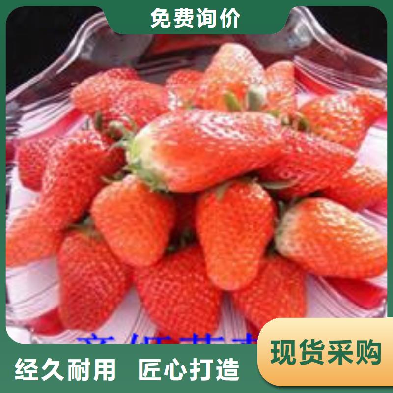 草莓苗无籽葡萄树苗质量层层把关
