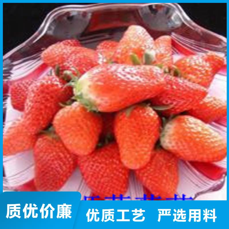 草莓苗-火箭大樱桃树苗专业设计