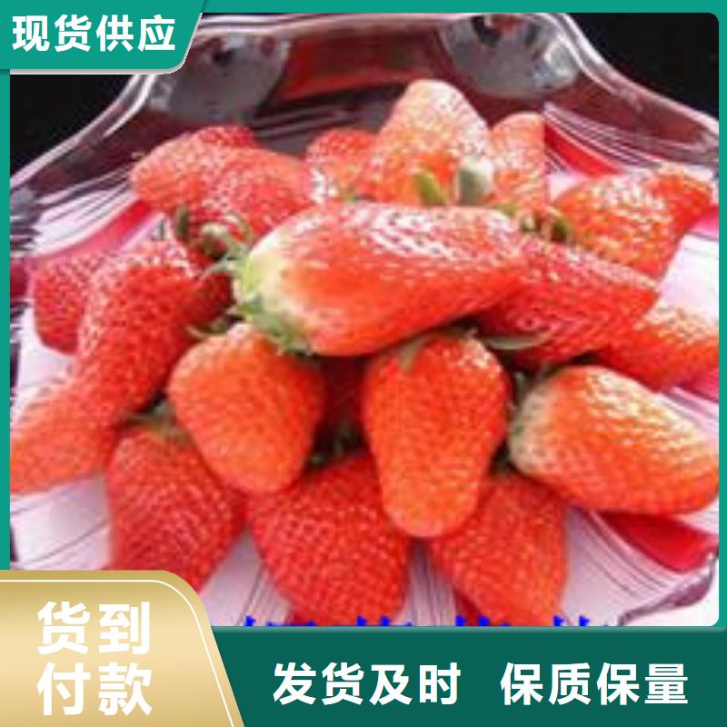 草莓苗-火箭大樱桃树苗专业设计