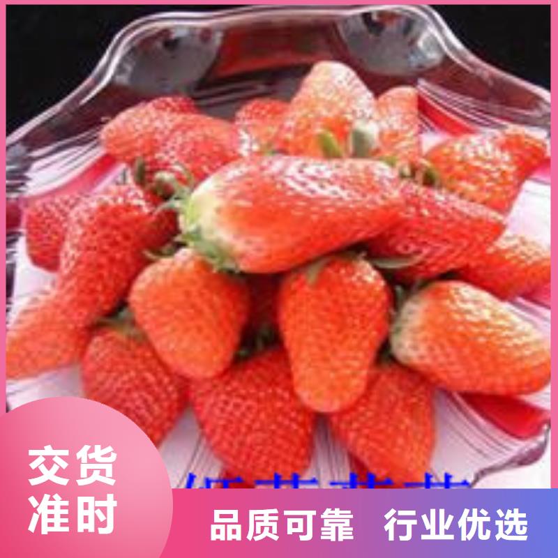 草莓苗-火箭大樱桃树苗专业设计