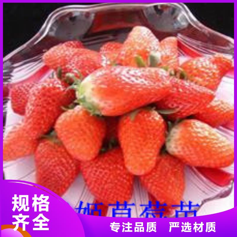 草莓苗-火箭大樱桃树苗专业设计