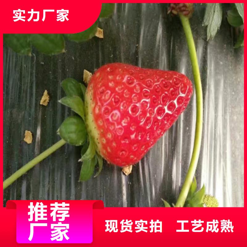 草莓苗无籽葡萄树苗质量层层把关