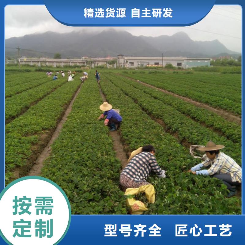 草莓苗-火箭大樱桃树苗专业设计