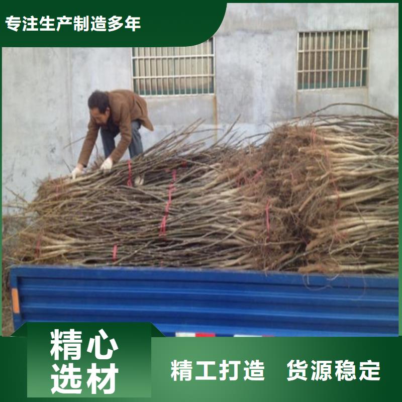 核桃苗 柱状梨树苗种类齐全