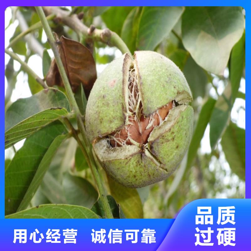 核桃苗 柱状梨树苗种类齐全