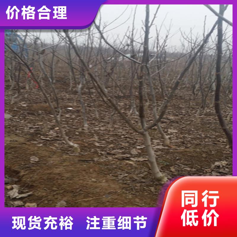 核桃苗_黄宝石梨树苗精工细作品质优良