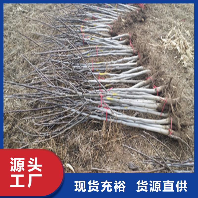 核桃苗_黄宝石梨树苗精工细作品质优良