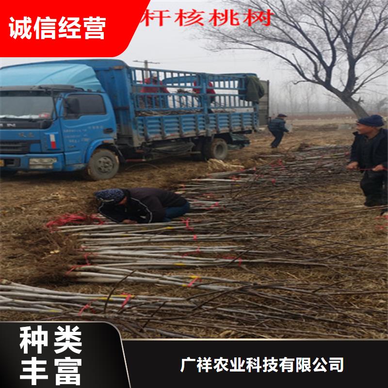 核桃苗 柱状梨树苗种类齐全