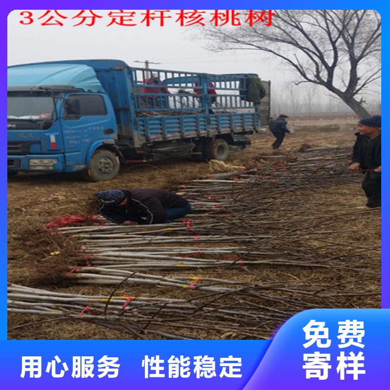 核桃苗 柱状梨树苗种类齐全