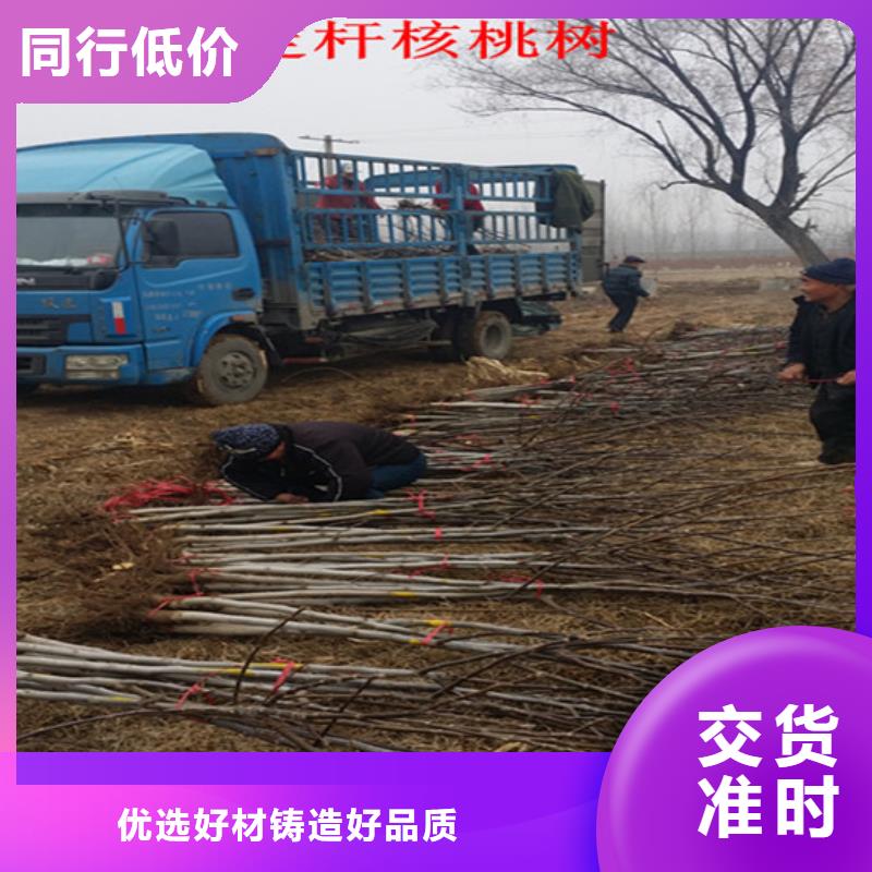 核桃苗 柱状梨树苗种类齐全