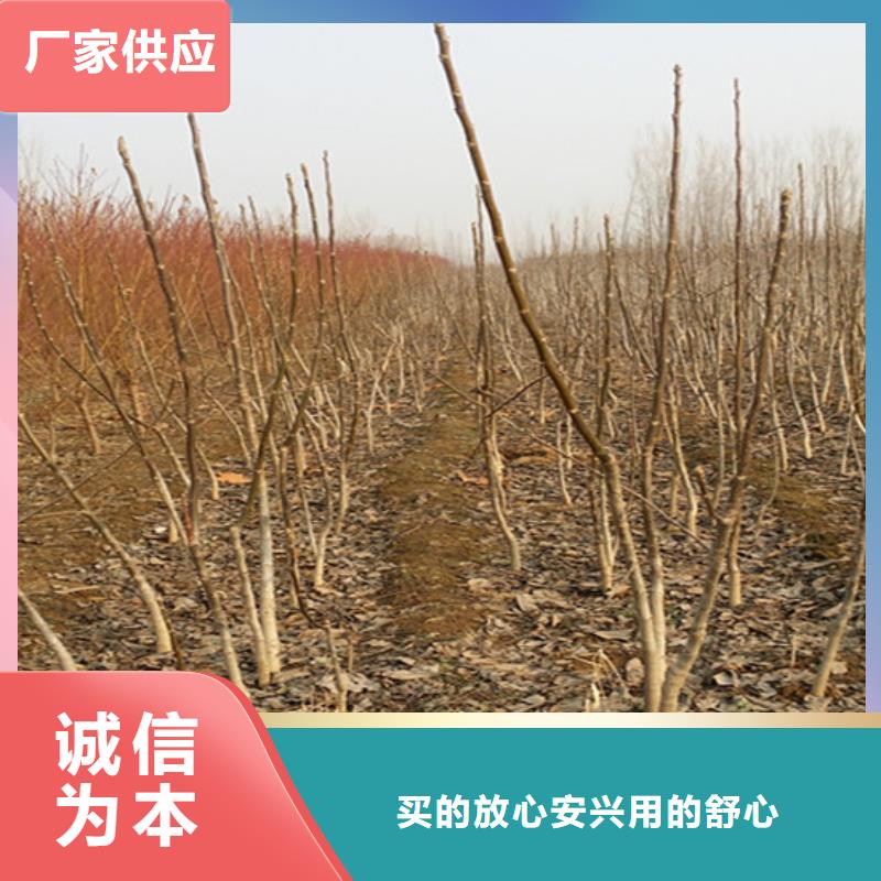 核桃苗_黄宝石梨树苗精工细作品质优良