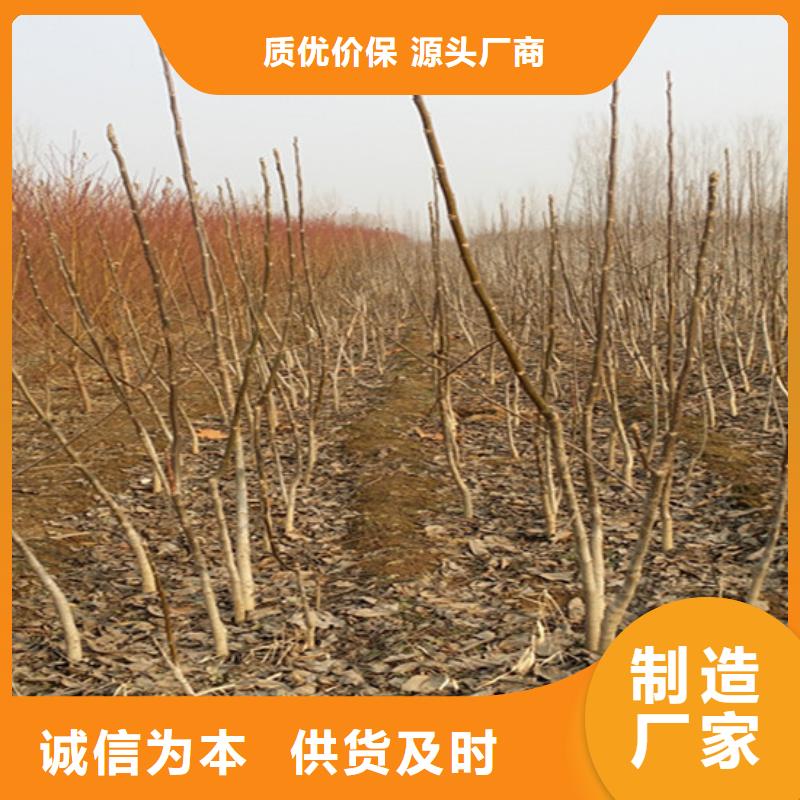 核桃苗 柱状梨树苗种类齐全