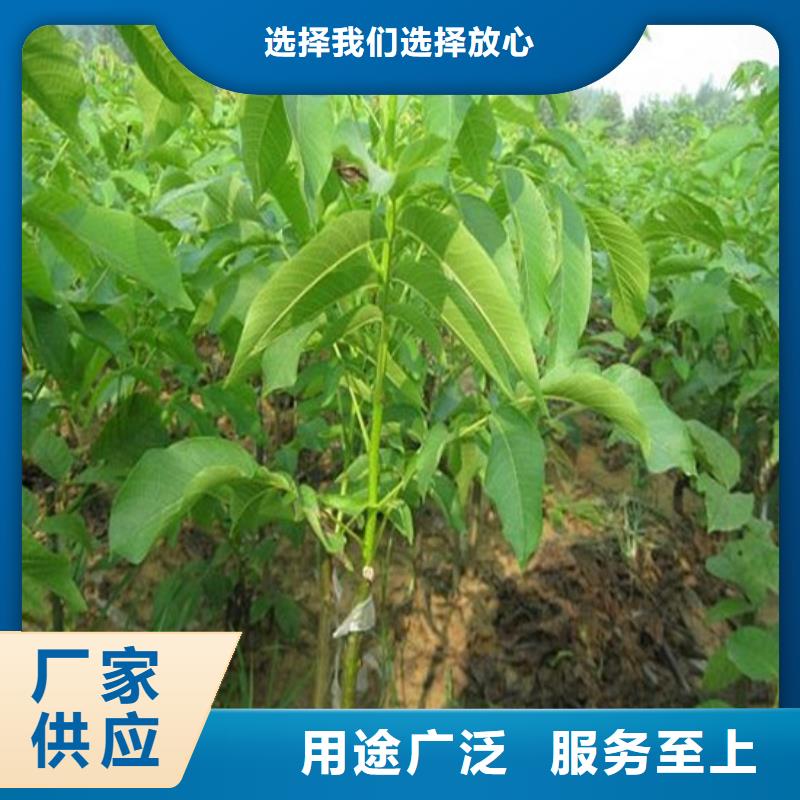 核桃苗 柱状梨树苗种类齐全