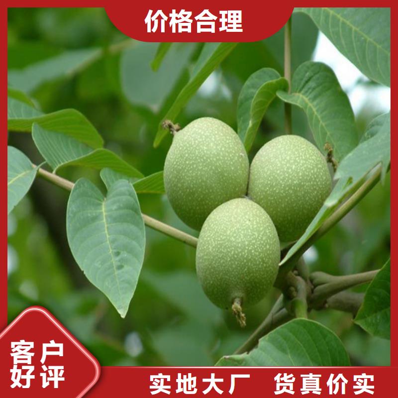 核桃苗 柱状梨树苗种类齐全