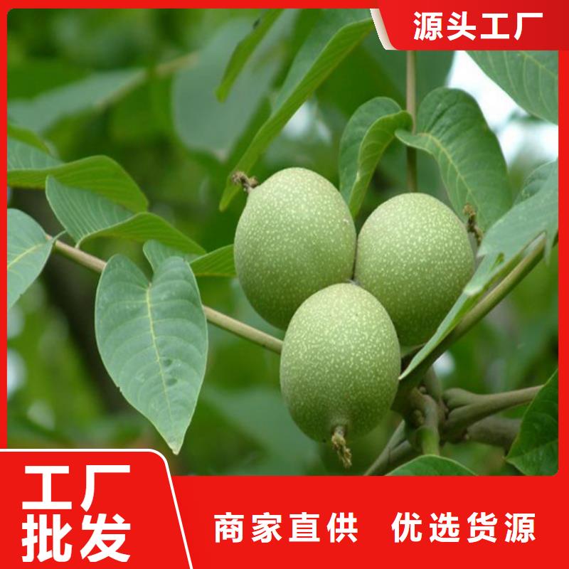 核桃苗 柱状梨树苗种类齐全