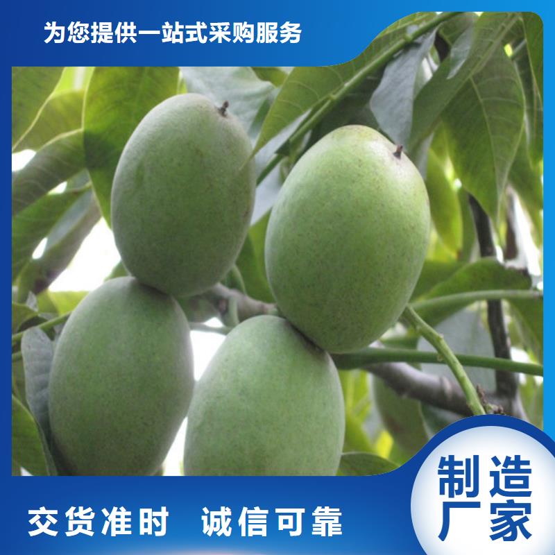 核桃苗 柱状梨树苗种类齐全