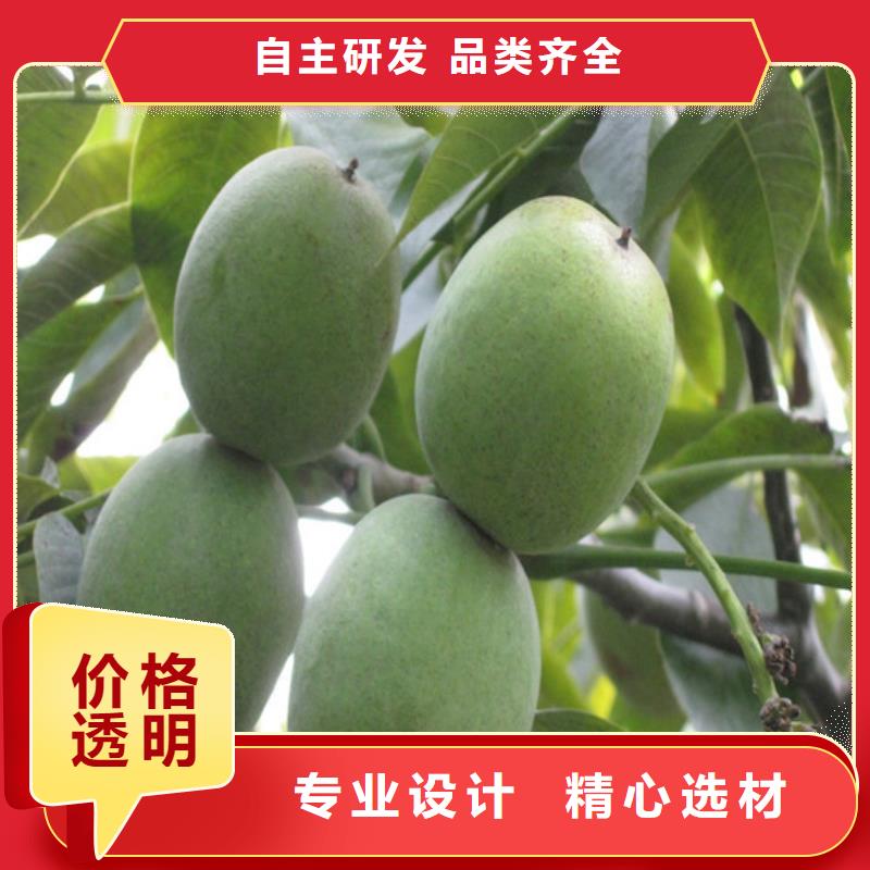 核桃苗 柱状梨树苗种类齐全