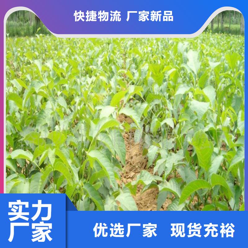 核桃苗_黄宝石梨树苗精工细作品质优良