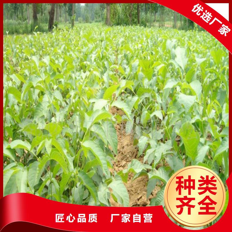 核桃苗_黄宝石梨树苗精工细作品质优良