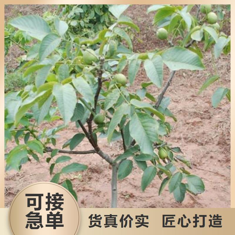 核桃苗 柱状梨树苗种类齐全