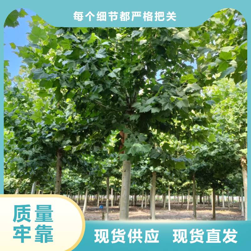 法桐金叶白蜡源头采购