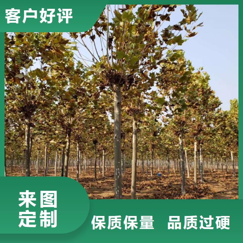 法桐 西府海棠本地配送