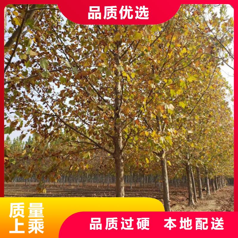 法桐 西府海棠本地配送
