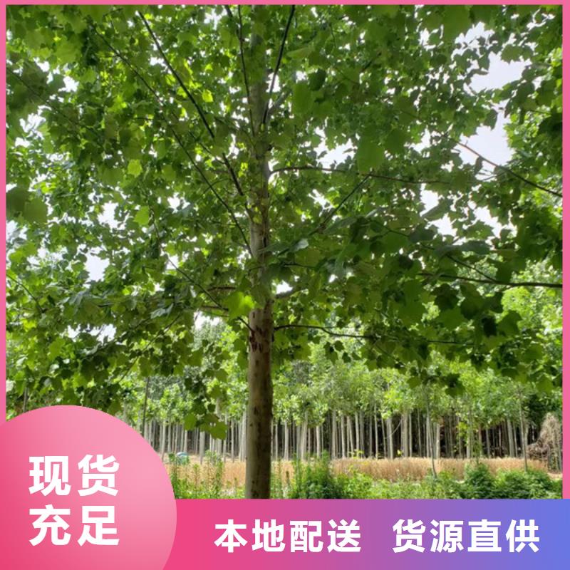 法桐 西府海棠本地配送