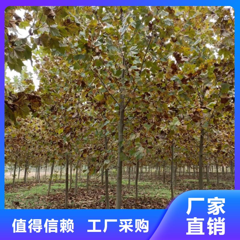 法桐金叶白蜡源头采购