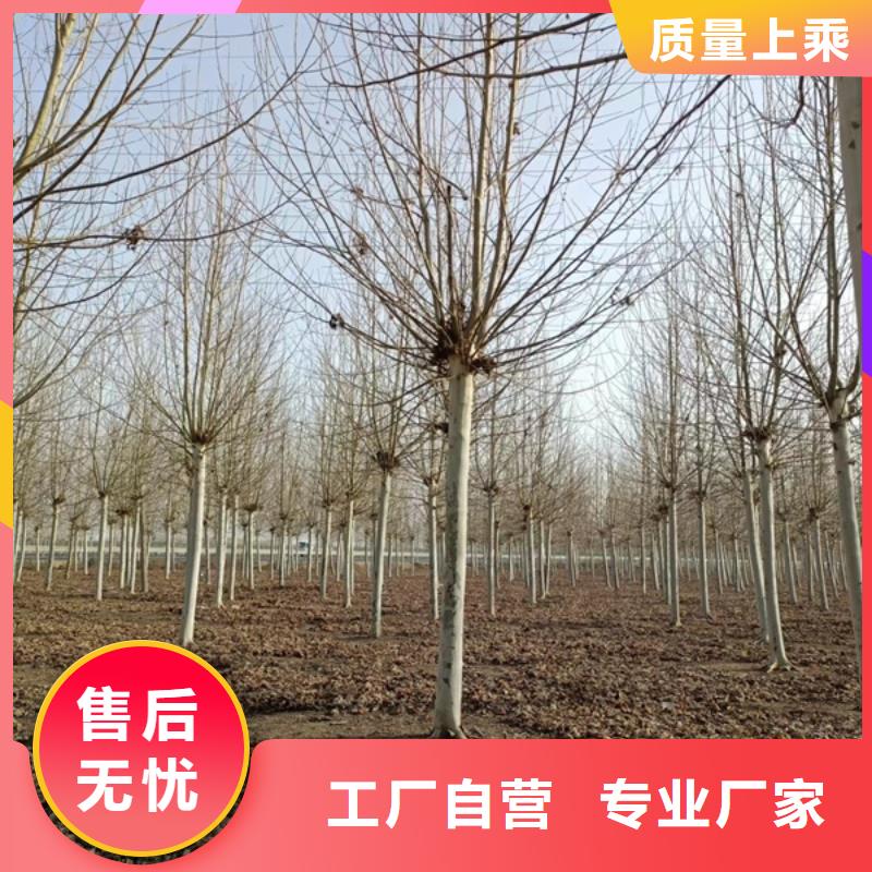 法桐 西府海棠本地配送