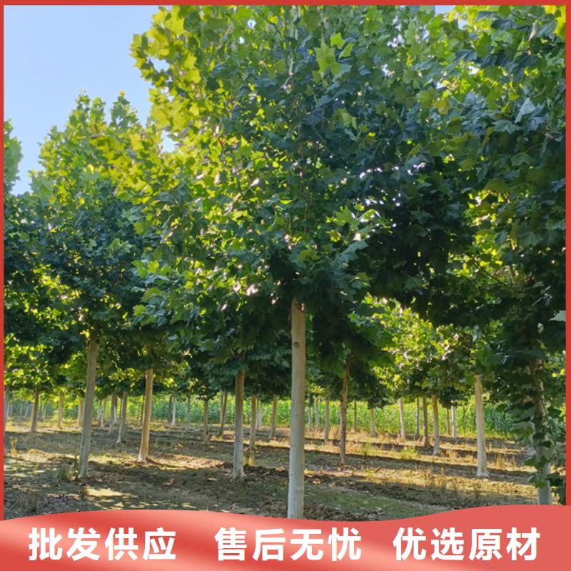 法桐 西府海棠本地配送