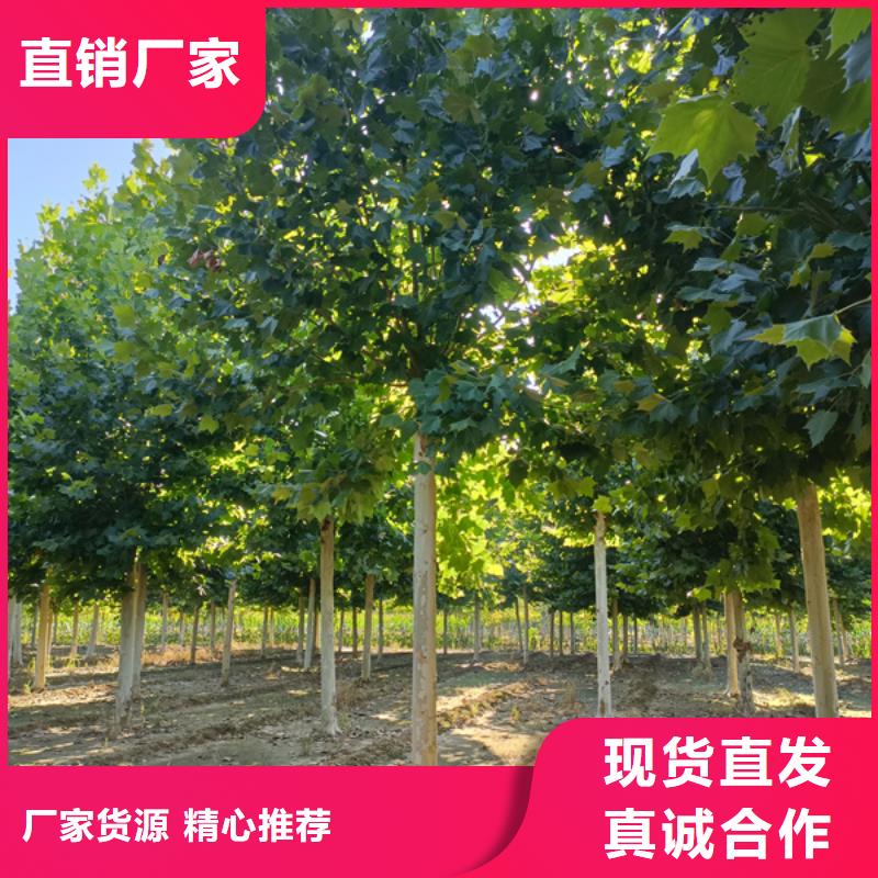 法桐金叶白蜡源头采购