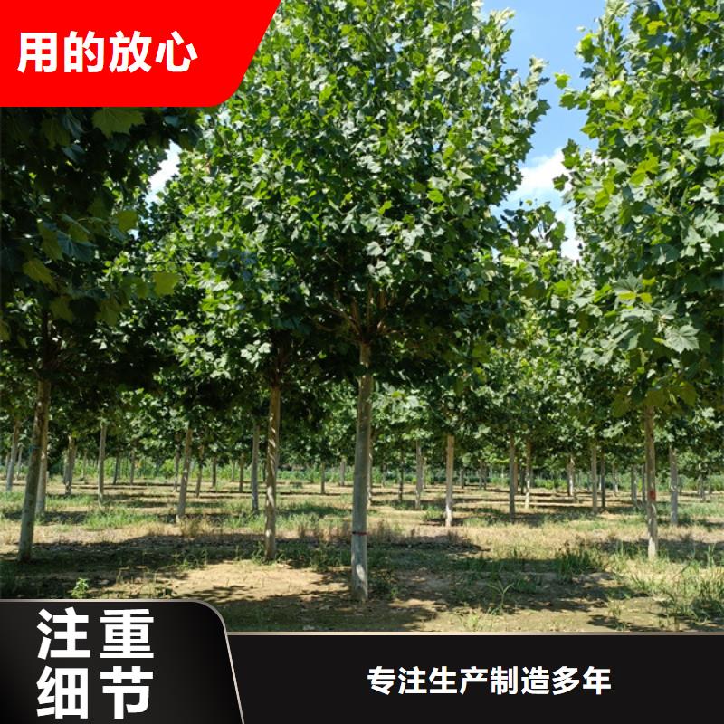 法桐 西府海棠本地配送