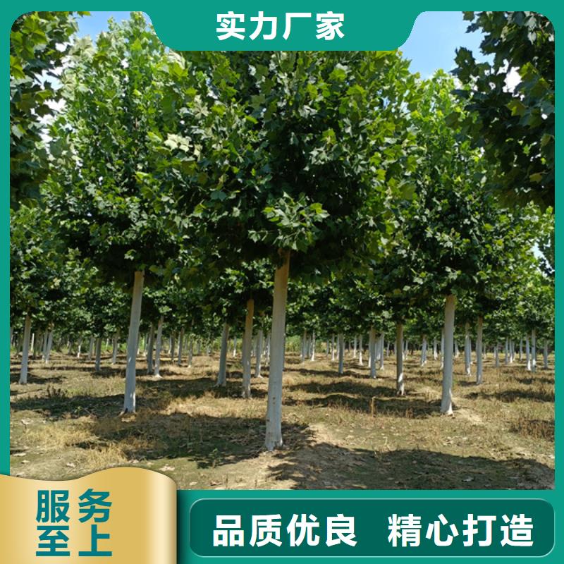 法桐 西府海棠本地配送