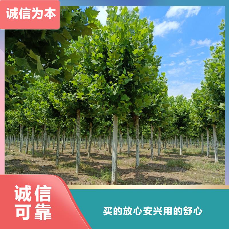 法桐金叶白蜡源头采购