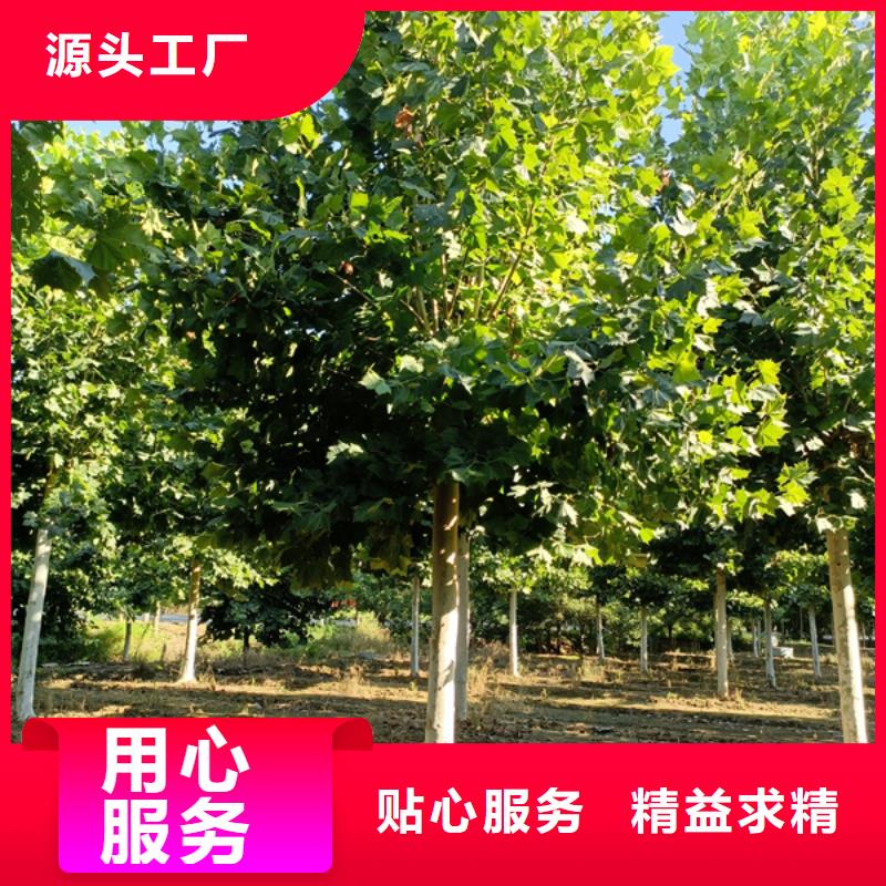 法桐 西府海棠本地配送