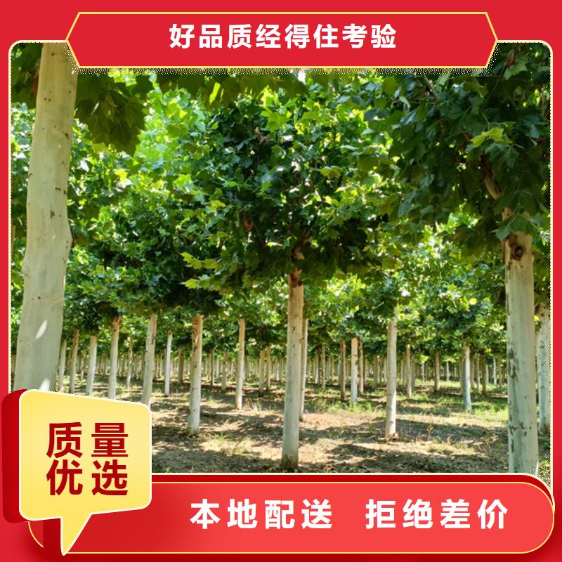 法桐金叶白蜡源头采购