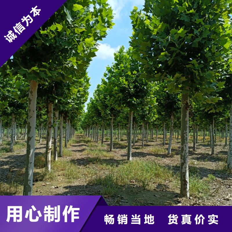 法桐 西府海棠本地配送