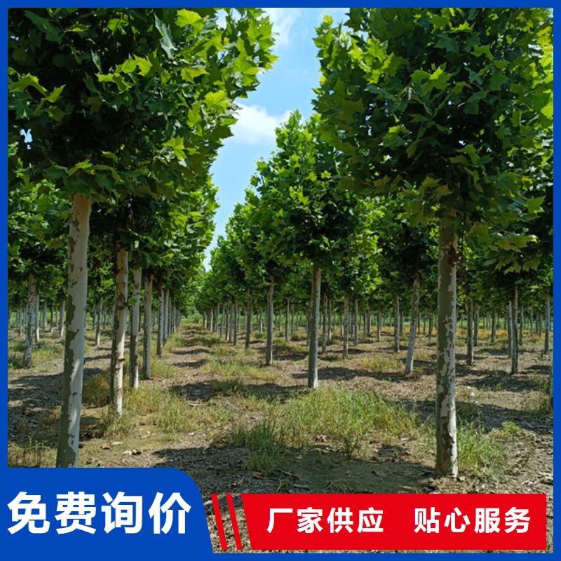 法桐 西府海棠本地配送