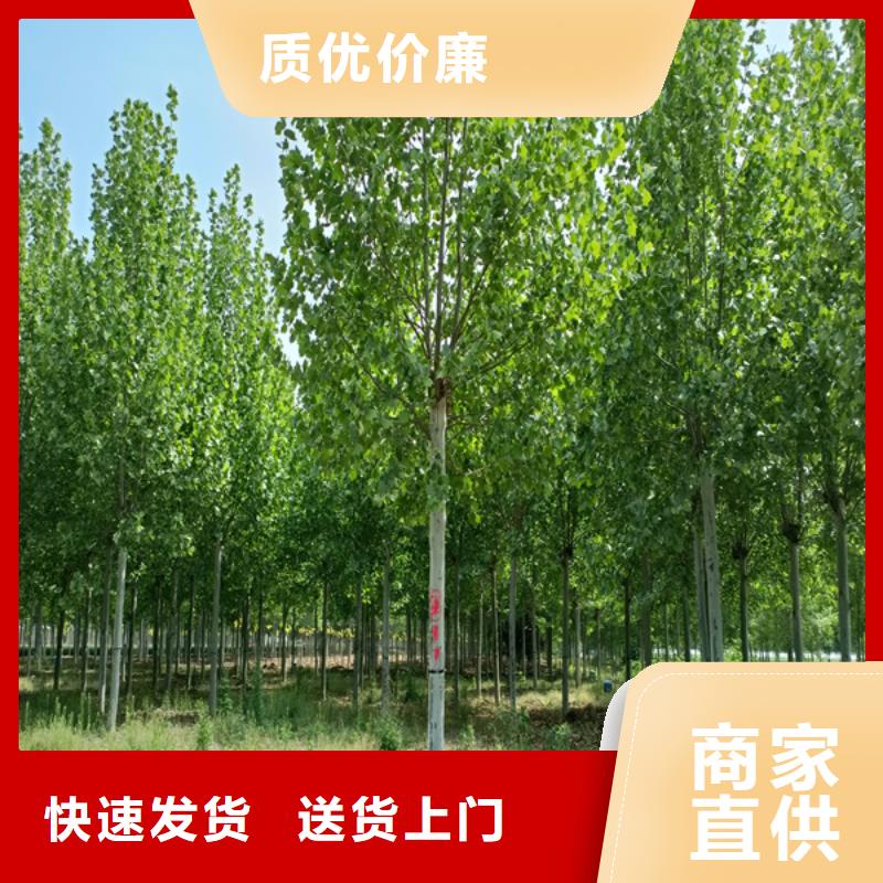 法桐 西府海棠本地配送