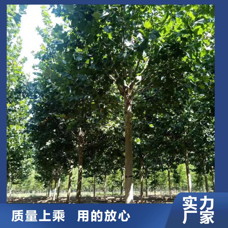 法桐 西府海棠本地配送